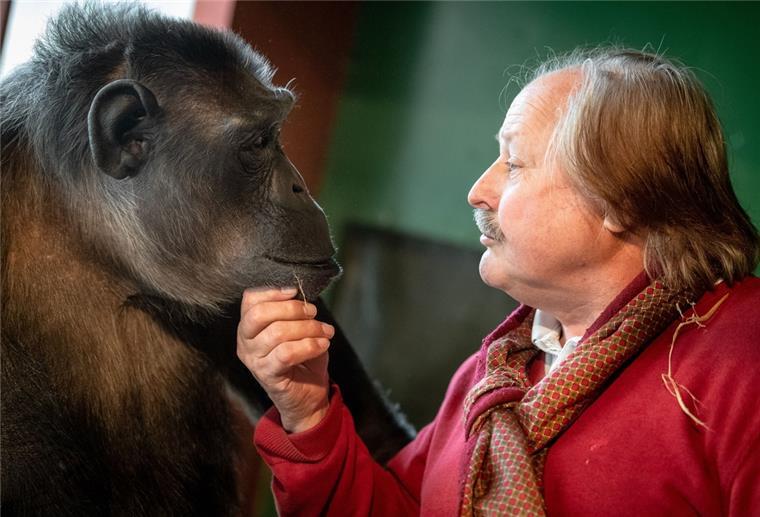 Zirkus trauert um Schimpanse Robby Zirkusdirektor Klaus Köhler und Schimpanse Robby sitzen in Robbys Gehege im Zirkus „Belly“.