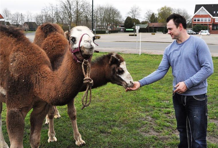 Zirkusdirektor Robert Lauenburger mit zwei jungen Dromedaren.