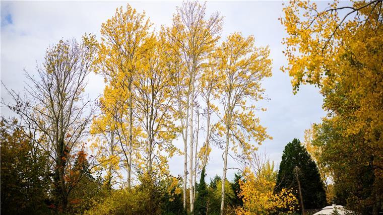 Zitterpappeln stehen an einem Parkplatz. Die Zitterpappel ist Baum des Jahres 2026. 
