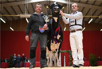 ZR Indian ist die neue „Miss Ostfriesland“ unter den Kühen. 