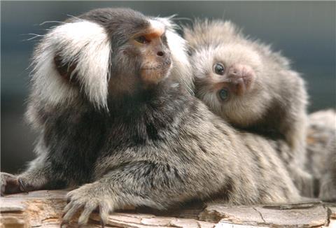 Zu den im Landkreis Cuxhaven privat gehaltenen exotischen Tieren gehören auch Weißbüscheläffchen. Dieses Foto stammt aus einem Tierpark.