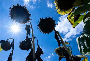 Vertrocknete Sonnenblumen stehen in der Sonne auf einem Feld.