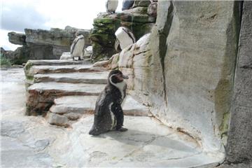 Zukunftstag: Impressionen aus dem Zoo am Meer - aufgenommen von den Nachwuchsrep...