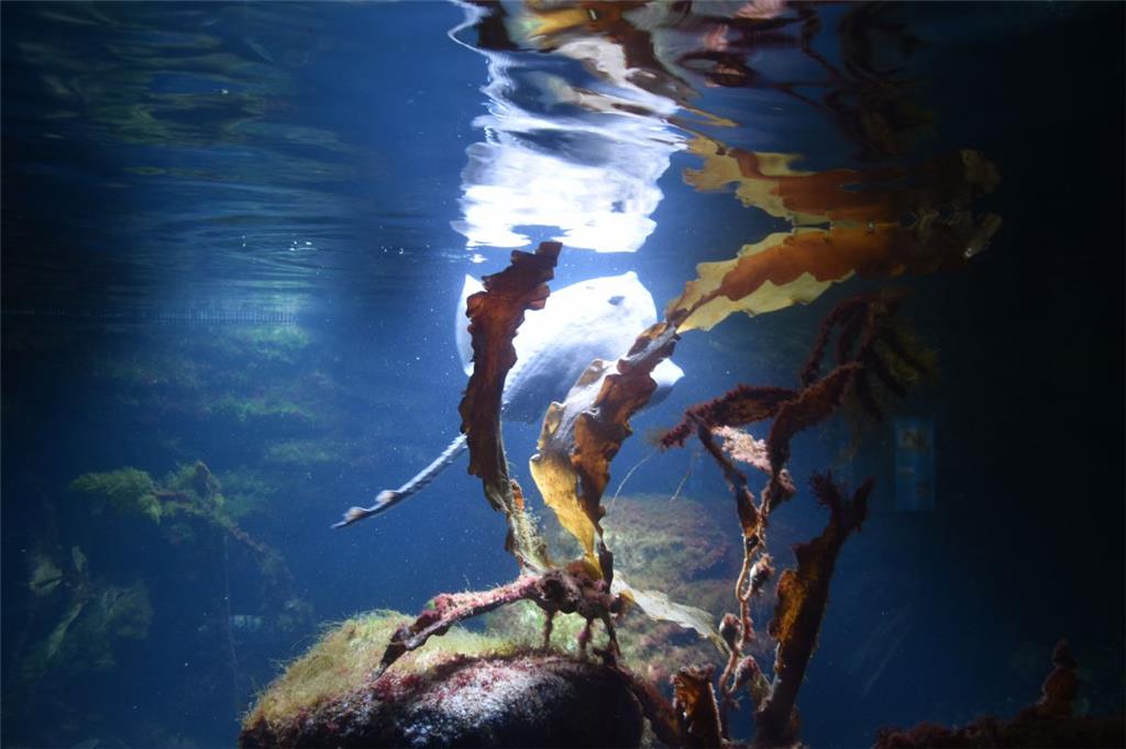 Zukunftstag: Impressionen aus dem Zoo am Meer - aufgenommen von den Nachwuchsrep...