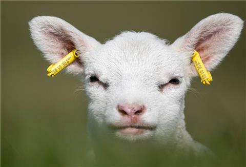 Zum Knuddeln: So ein Lamm möchte man am liebsten herzen.