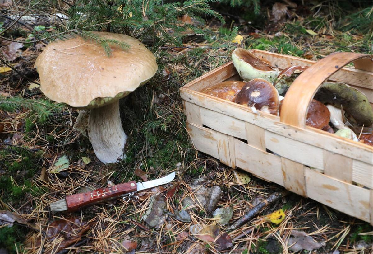 Zum Lachen in den Wald: Diese 10 Pilznamen sind besonders kurios.