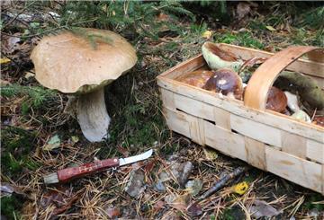 Zum Lachen in den Wald: Diese 10 Pilznamen sind besonders kurios.