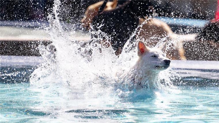 Außenbecken am Sonntag zum letzten Mal geöffnet ein Hund springt in ein Schwimmbecken