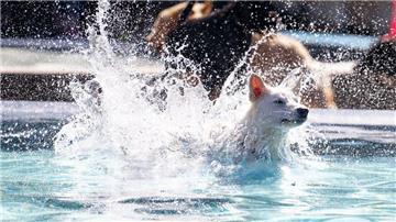 ein Hund springt in ein Schwimmbecken