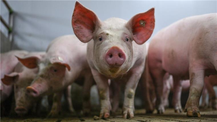 Schweinehalter hoffen auf Eindämmung von Tierseuche ASP Zum Schutz vor der Afrikanischen Schweinepest (ASP) gelten besondere Schutz- und Hygienevorschriften für Hausschweine. (Symbolbild)