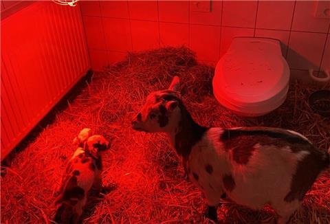 Zum Schutz vor Frost hat der Tierpark im erzgebirgischen Aue eine Zwergziege und ihre beiden neugeborenen Zicklein vorübergehend in der Behindertentoilette untergebracht. 
