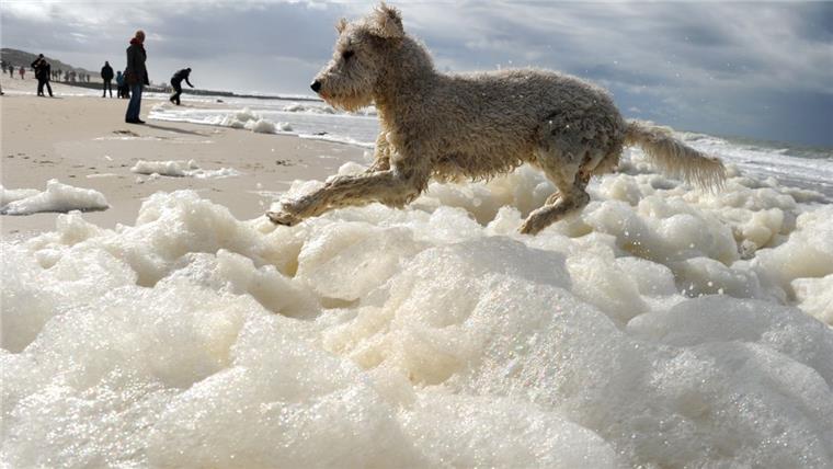 Wo "Rocky" Urlaub macht: Tag des Hundes an der Wurster Küste Zum Tag des Hundes lädt die Wurster Küste alle Herrchen und Frauchen ein. Geboten wird unter anderem ein tierisches Fotoshooting.