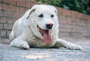 Zum Themendienst-Bericht vom 28. November 2019: Kuscheln und Knuddeln stärkt das Sozialverhalten der Hunde. Wer sich ablecken lassen mag, sollte allerdings keine Verletzung haben.