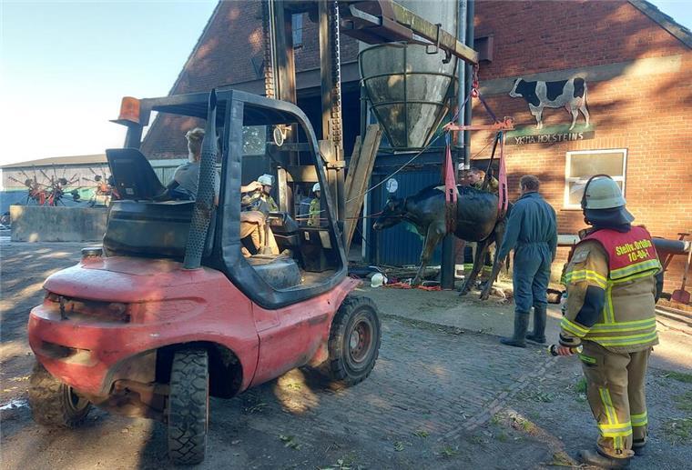 Großeinsatz in Waddens: Rinder stürzen in Güllekeller Zur Rettung der Kühe mussten kreative Wege gefunden werden.
