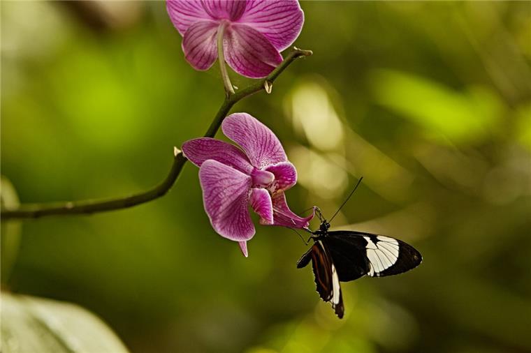 Zur Sonderausstellung „Im Reich der tropischen Schmetterlinge“ gehören auch exotische Pflanzen wie diese Orchidee.  