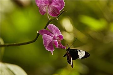 Zur Sonderausstellung „Im Reich der tropischen Schmetterlinge“ gehören auch exotische Pflanzen wie diese Orchidee.  