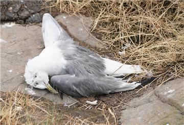 Zurzeit gibt es an den Küsten im Cuxland wieder vermehrt Funde von toten oder kranken Seevögeln mit Vogelgrippe (Symbolbild).