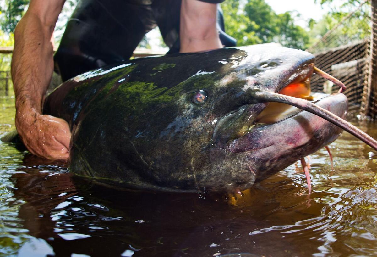 Monsterfisch: Zwei Anglern aus Polen fangen gigantischen Wels Ein Mann zeigt einen noch lebenden Wels.