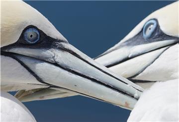 Zwei Basstölpel reinigen ihre Federn. Die Quarantäne der Vögel im Zoo am Meer ist beendet, die Vogelgrippe überstanden.