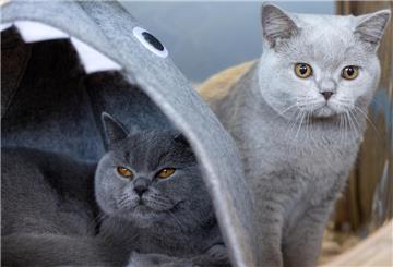 Zwei Britisch Kurzhaar Katzen sind bei der Rassehunde- und Rassekatzen-Ausstellung auf der Messe Erfurt zu sehen.