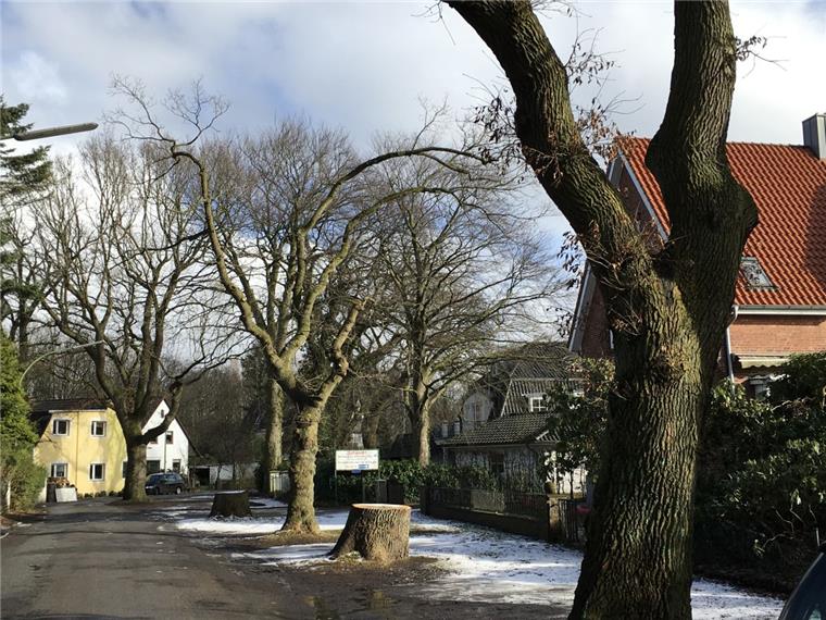 Zwei der 14 alten Eichen im Heideweg sind der Säge zum Opfer gefallen. Zum Entsetzen der Anwohner. Doch die Bäume waren krank, betont das Amt.
