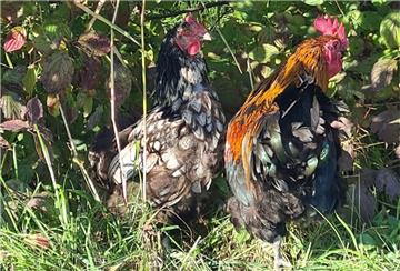 Zwei der ausgesetzten Tiere. Die zweite Henne, die hier nicht zu sehen ist, ist weiß, Hals und Kopf sind gesprenkelt.