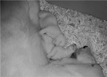 Zwei gesunde kleine Eisbären und die stolze Mutter Valeska im Zoo am Meer in Bremerhaven.