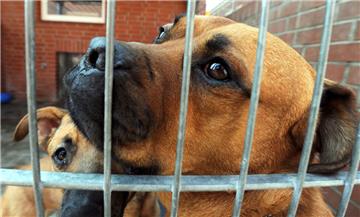 Zwei Hunde warten auf ein neues Zuhause. Angesichts der Finanznot zahlreicher Tierheime hat der Niedersächsische Städte- und Gemeindebund  finanzielle Unterstützung von der Futterindustrie gefordert.