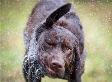 Zwei Labrador-Hunde sind nach der Aufnahme von Giftködern verendet.