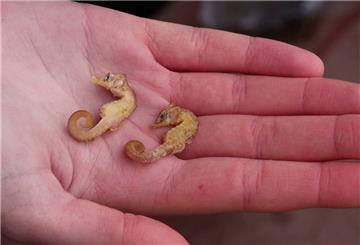 Zwei leblose Kurzschnäuzige Seepferdchen («Hippocampus hippocampus») liegen in der Hand eines Naturschutzwartes.
