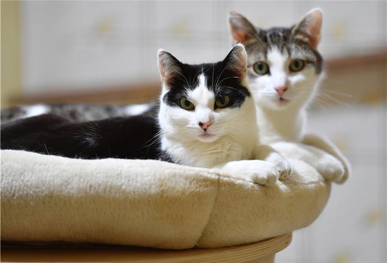 Vergiftet: Katzenfreunde in Sittensen in Sorge Das Foto zeigt zwei auf dem Sofa liegende Katzen.