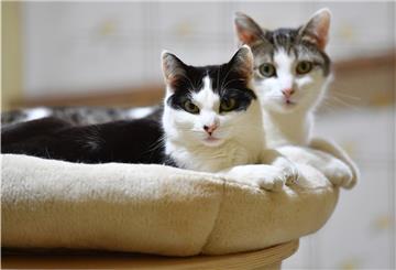 Das Foto zeigt zwei auf dem Sofa liegende Katzen. 