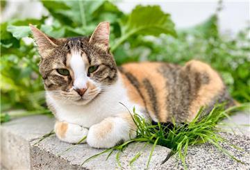 Eine Katze sitzt am Rand eines Gemüsebeets.