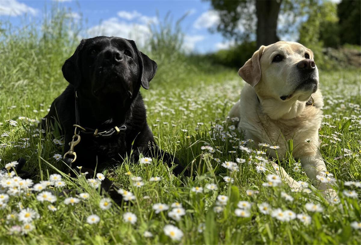 Zwei Welpen: Warum Experten von Geschwistern abraten Zwei Hunden liegen auf einer Wiese und gucken in die Luft.