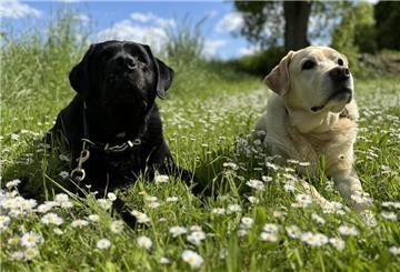 Zwei Hunden liegen auf einer Wiese und gucken in die Luft. 