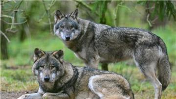 Zwei Wölfe sind in einem Gehege in einem Wildpark zu sehen.