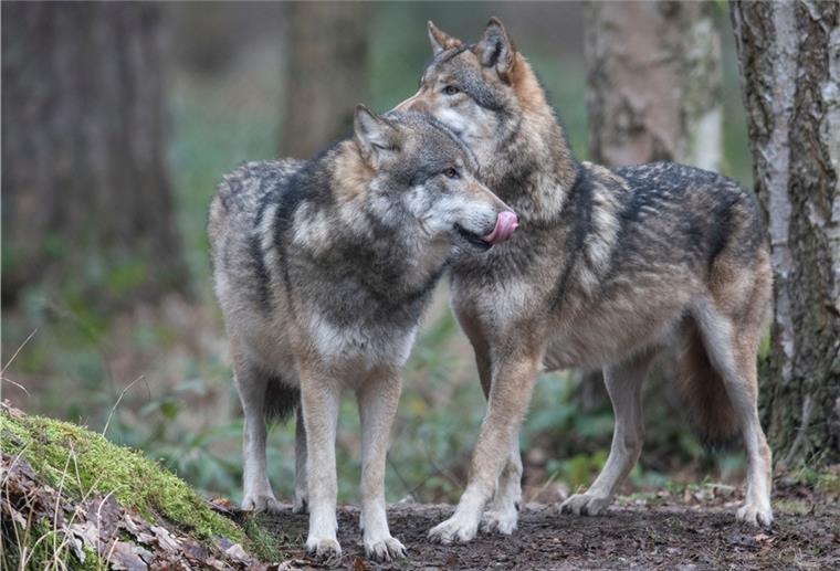 Zwei Wölfe stehen im Wald. Derzeit gibt es in Niedersachsen 35 Wolfsrudel und zwei Paare.