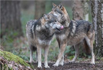 Zwei Wölfe stehen im Wald. Derzeit gibt es in Niedersachsen 35 Wolfsrudel und zwei Paare.