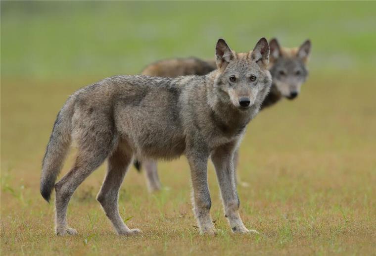 Kreis Cuxhaven: Ausschuss einstimmig für mehrjähriges „Wolfsmonitoring“ Zwei Wolfswelpen. Im Kreis Cuxhaven soll es 2024 ein Wolfsmonitoring geben.
