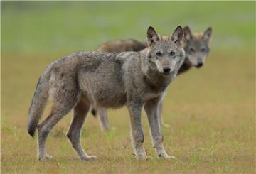 Zwei Wolfswelpen. Im Kreis Cuxhaven soll es 2024 ein Wolfsmonitoring geben.
