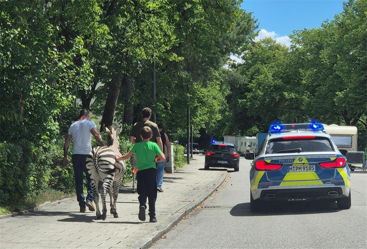 Zebras büxen aus Zirkus aus – Polizei startet tierische Verfolgung Zebra und Streifenwagen auf Straße