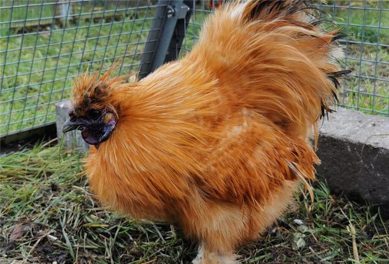 Zwerg-Seidenhahn Pinoccio sucht ein neues Zuhause.