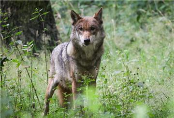 Eine ausgewachsener weiblicher Wolf steht in seinem Gehege im Tierpark Eekholt.