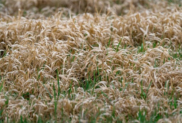  Vertrocknetes Gras steht auf einer Wiese am Ortsrand. 