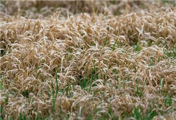  Vertrocknetes Gras steht auf einer Wiese am Ortsrand. 